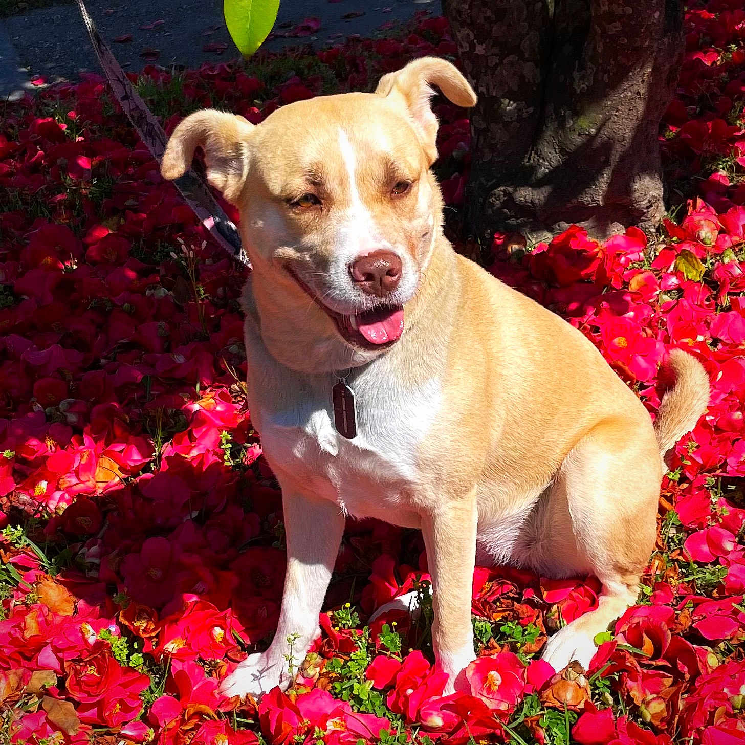 Helga joined the competition — help win amazing prizes! dog, tan_dog, white_dog, flower_bed, red_flowers, tree, sunlight, shadow, happy_dog, pet, outdoor, nature, leash, collar, smiling_dog, sitting, greenery, close_up, animal, daytime