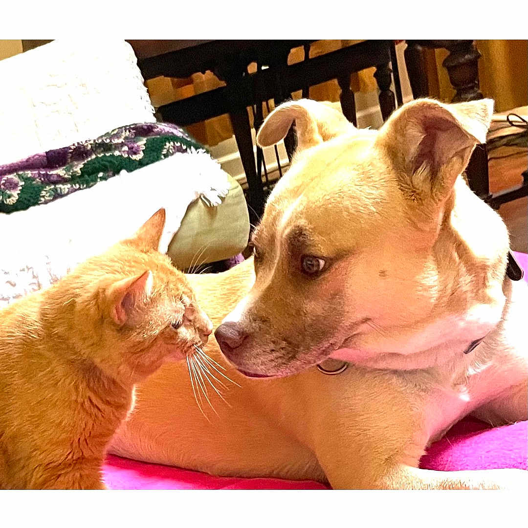 Helga joined the competition — help win amazing prizes! animal, blanket, cat, closeup, couch, cozy, curious, dog, domestic, ears, furniture, indoor, living_room, nose, orange_cat, pet, sniffing, tan_dog, whiskers, wooden_table