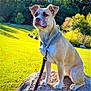 Helga is registered to the contest to win money with this photo: dog, outdoor, park, grass, rock, leash, chain_collar, sunlight, nature, canine, pet, animal, sitting, daytime, tree, greenery, muzzle, ears, paws, quiet