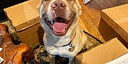 Helga joined the competition — help win amazing prizes! dog, smiling, indoor, cardboard_boxes, wooden_floor, rug, collar, pet, happy, tongue_out, mammal, canine, floor, box, paper, furniture, home, animal, friendly, sitting