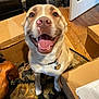 dog, smiling, indoor, cardboard_boxes, wooden_floor, rug, collar, pet, happy, tongue_out, mammal, canine, floor, box, paper, furniture, home, animal, friendly, sitting