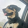 animal, black_and_tan, canine, car, collar, dog, domestic_animal, happy, indoor, leash, mammal, pet, rain, raindrops, seat, side_view, tongue_out, transportation, travel, window