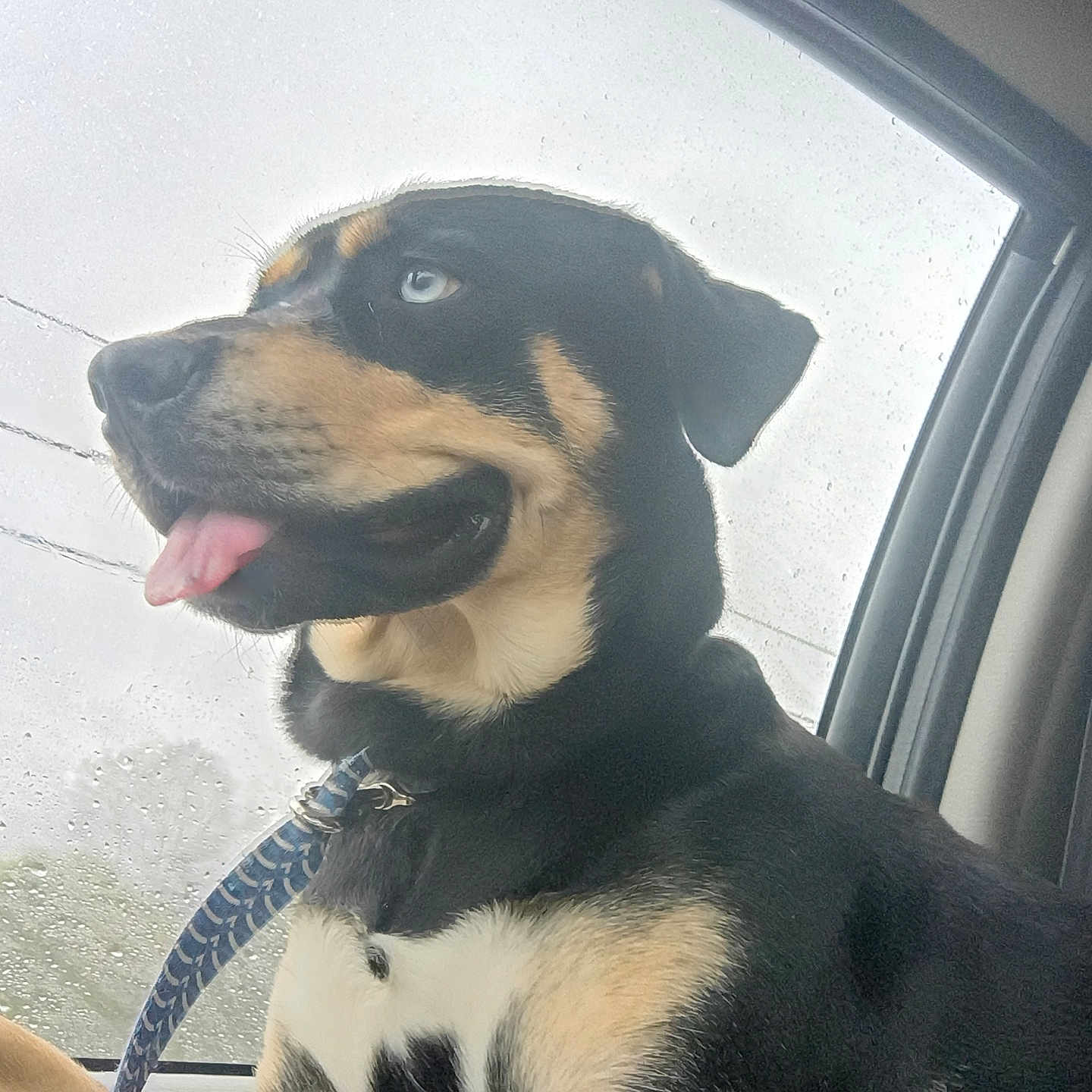 Bella