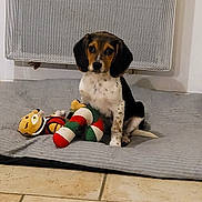 Aby a rejoint le concours — aidez-le/la à gagner de superbes lots ! blanket, brown_black_white_fur, candy_cane_toy, companion, cozy, cute, dog, domestic, floor, floor_tiles, heater, indoor, looking_at_camera, pet, plush_toy, puppy, sitting, small_dog, toy, white_wall