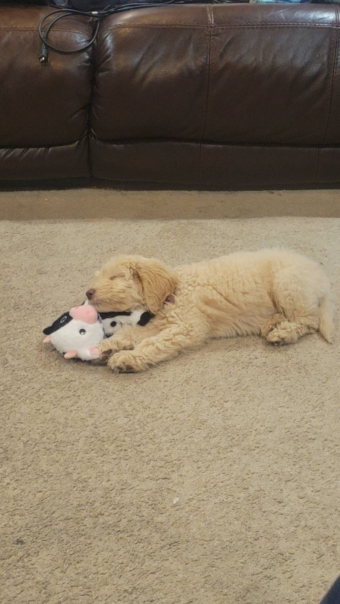 Thorson is registered to the contest to win money with this photo: canidae, carnivore, claw, comfort, companion_dog, couch, dog, dog_breed, felidae, flooring, fur, hardwood, non_sporting_group, paw, retriever, sporting_group, tail, terrestrial_animal, wood, working_animal