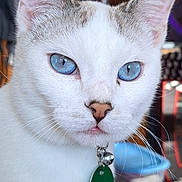 Grayson is registered to the contest to win money with this photo: cat, blue_eyes, white_fur, close_up, collar, bell, green_tag, pet, indoor, portrait, whiskers, ears, nose, fur, animal, domestic_cat, cute, curious, face, looking