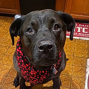 Rose is registered to the contest to win money with this photo: accessories, animal, bandana, boxer, bulldog, canine, clothing, dog, furniture, hardwood, headband, hound, jewelry, labradorretriever, pet, plywood, puppy, scarf, strap, wood