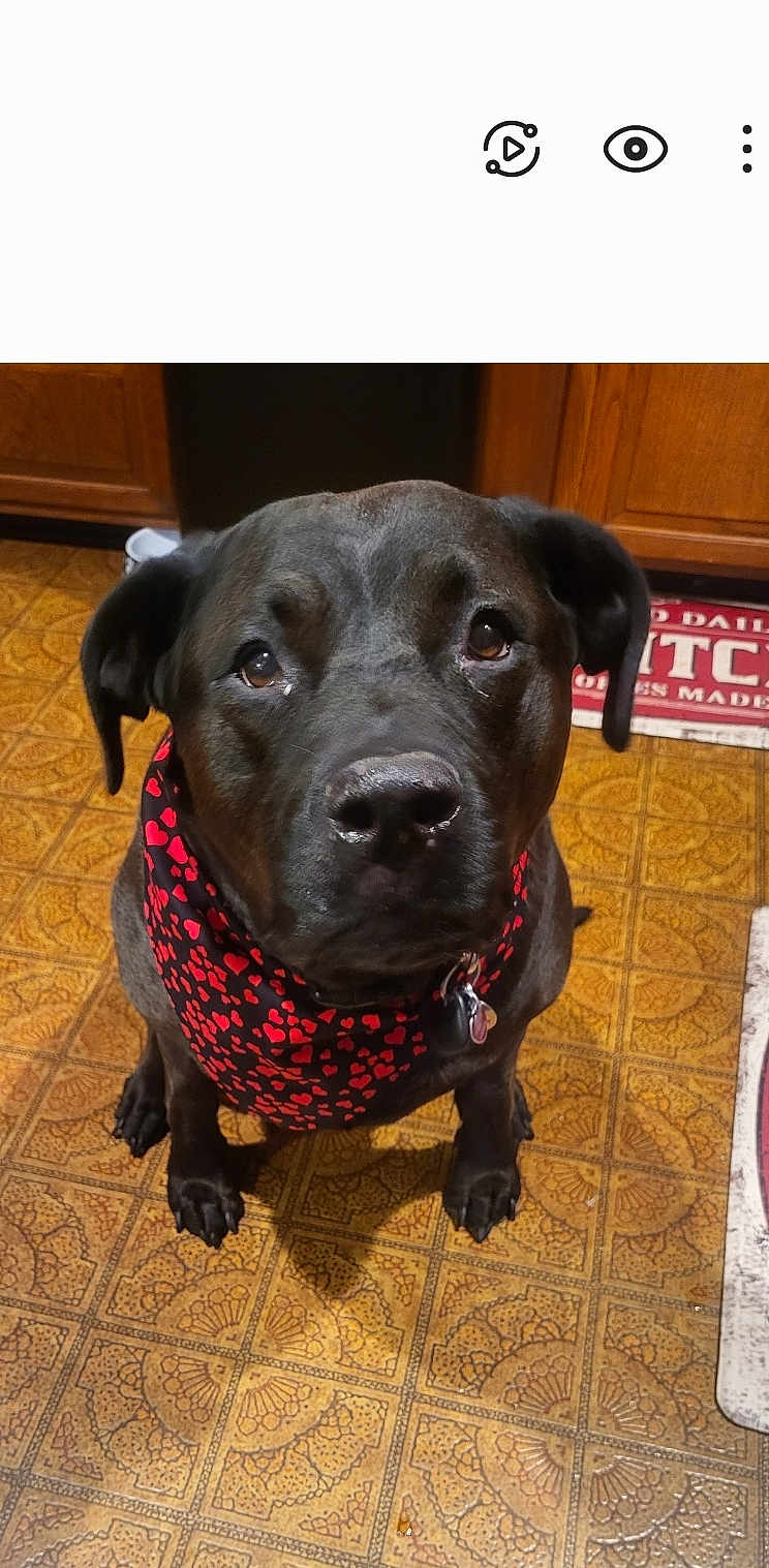 Rose is registered to the contest to win money with this photo: accessories, animal, bandana, boxer, bulldog, canine, clothing, dog, furniture, hardwood, headband, hound, jewelry, labradorretriever, pet, plywood, puppy, scarf, strap, wood