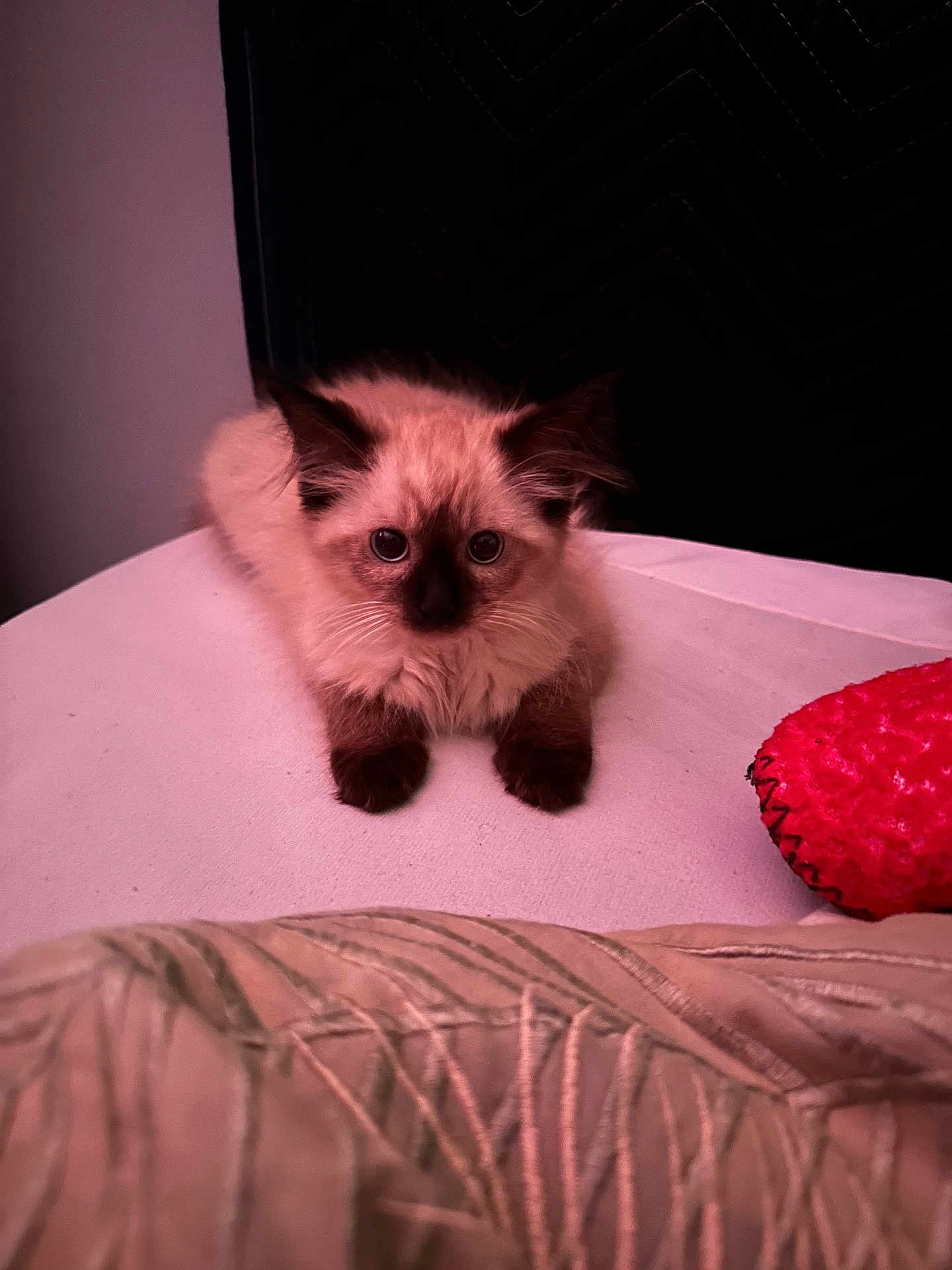 Enzo joined the competition — help win amazing prizes! kitten, cat, fluffy, indoor, toy, white_surface, curious, pet, animal, feline, young, ears, paws, closeup, cozy, home, fur, looking, resting, cute