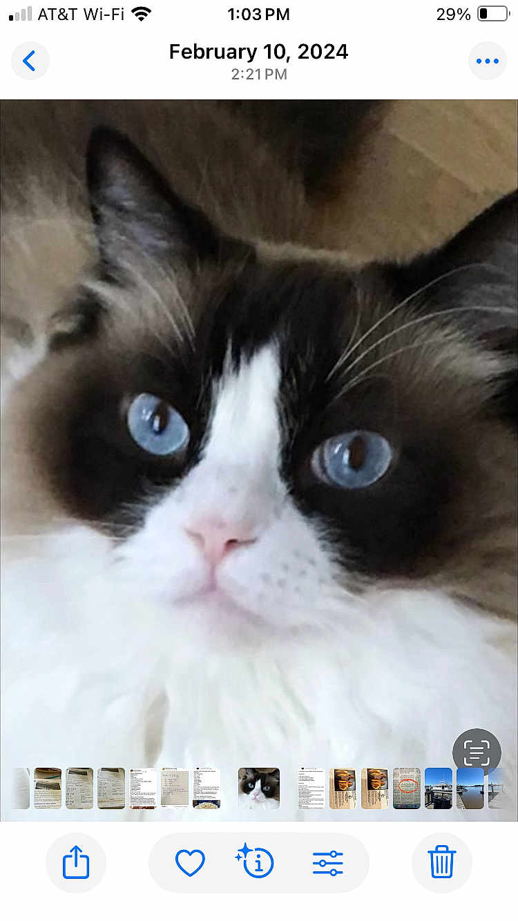 Jamison joined the competition — help win amazing prizes! cat, blue_eyes, fluffy, close_up, pet, animal, fur, face, whiskers, domestic_cat, cute, looking_at_camera, portrait, indoor, soft_light, mammal, feline, white_fur, black_fur, pink_nose