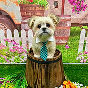Bruno joined the competition — help win amazing prizes! dog, small_dog, tie, wooden_barrel, flowers, green_grass, garden, rustic, background, fence, colorful, cute, pet, portrait, outdoor, decor, nature, plant, collar, spring
