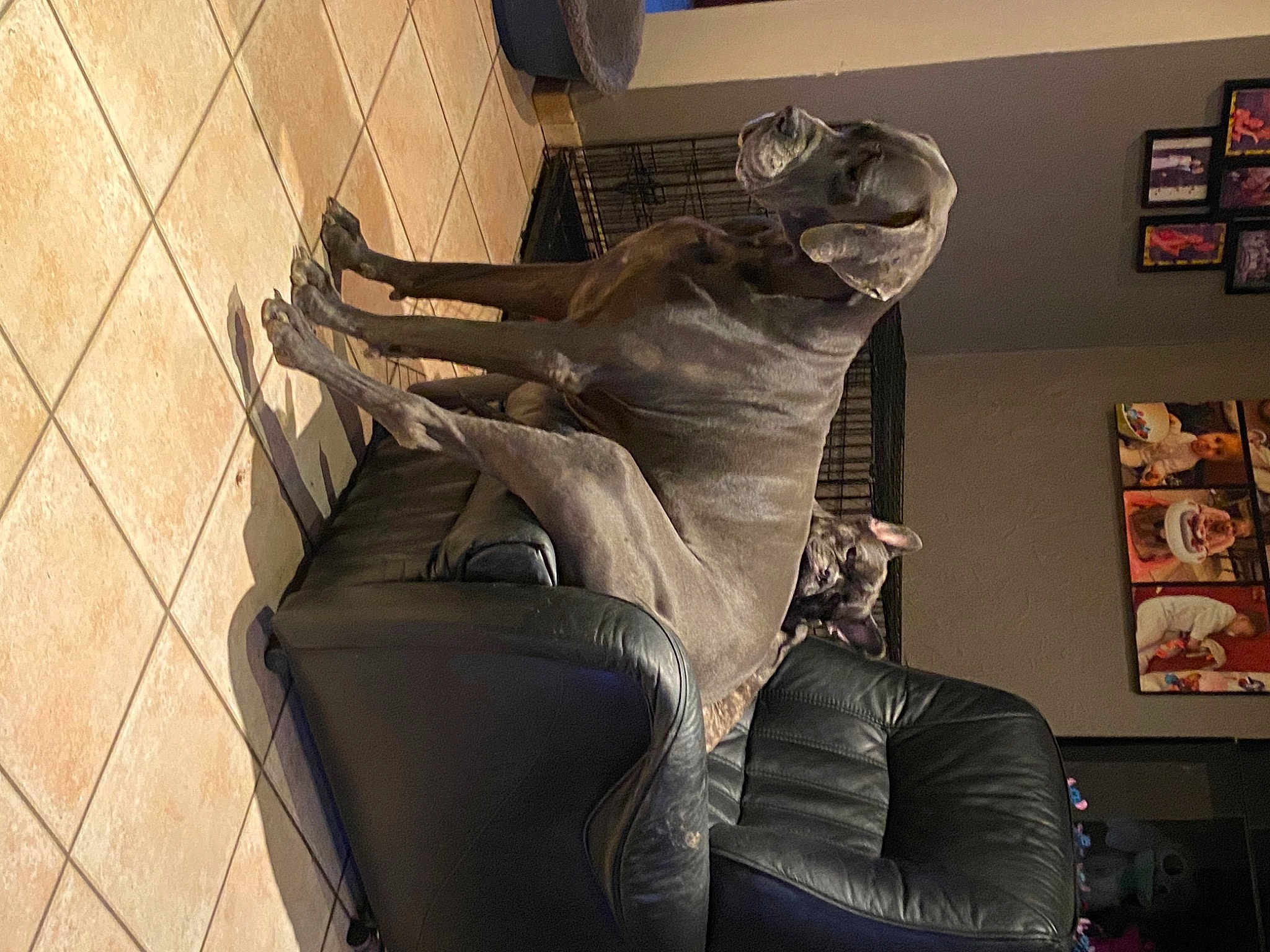 Cursa participe au concours pour gagner de l'argent avec cette photo : art, chair, club_chair, comfort, couch, flooring, fur, human_leg, living_room, metal, picture_frame, room, sculpture, shelf, sitting, statue, thigh, tints_and_shades, visual_arts, wood