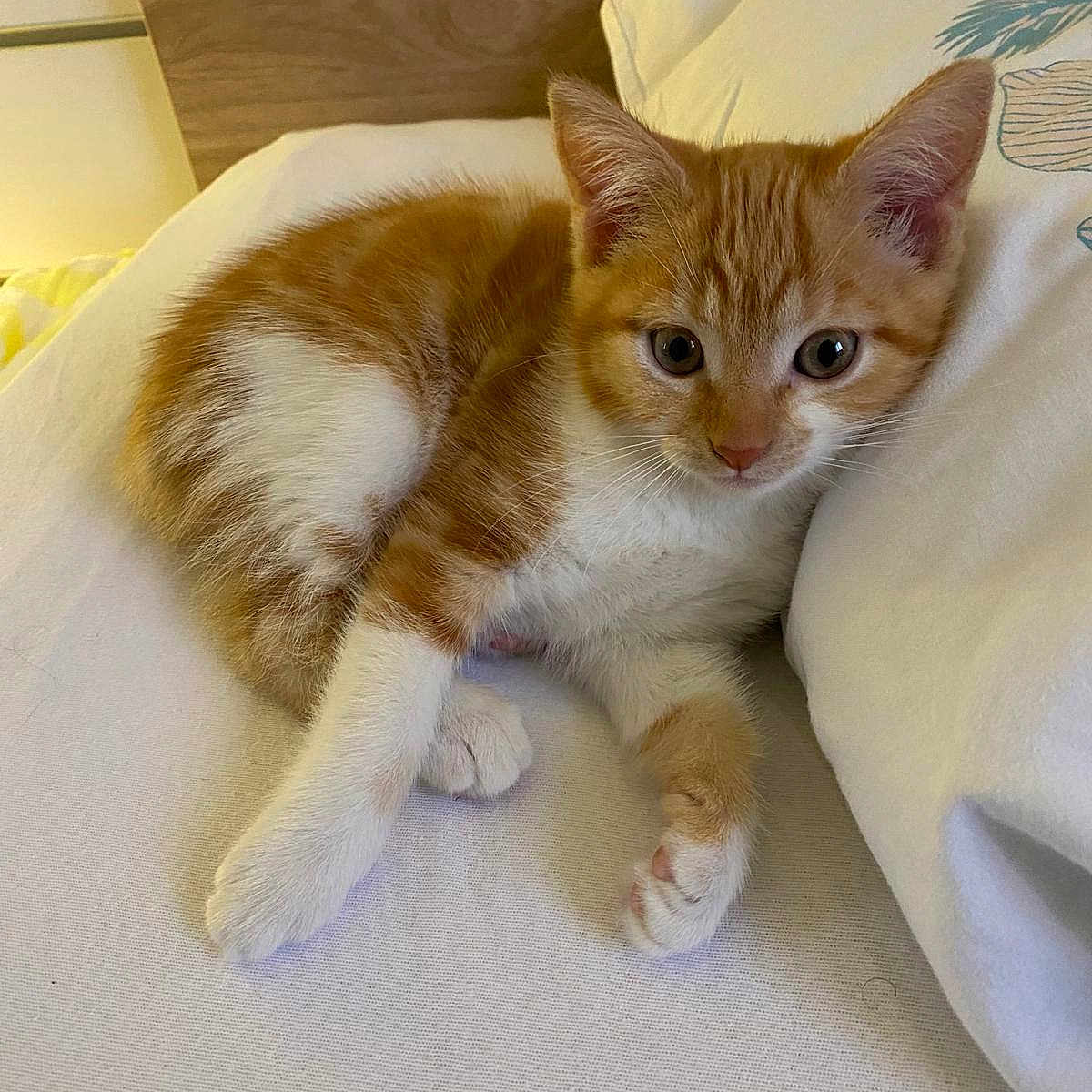 Roxy a rejoint le concours — aidez-le/la à gagner de superbes lots ! animal, blanket, cat, cushion, furniture, hardwood, homedecor, kitten, pet, pillow, stainedwood, wood