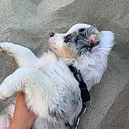 Blue a rejoint le concours — aidez-le/la à gagner de superbes lots ! animal, beach, closeup, collar, cute, dog, fur, grey_fur, hand, leash, lying_down, outdoor, paw, pet, pet_accessory, puppy, relaxed, sand, white_fur, young_dog
