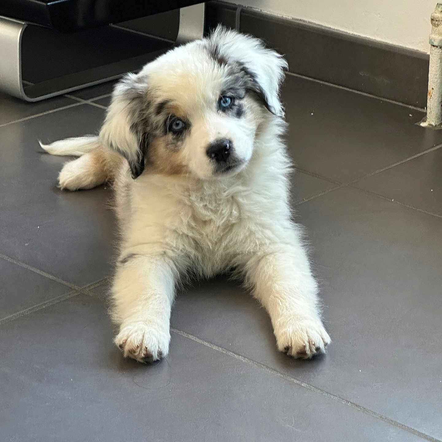 Blue a rejoint le concours — aidez-le/la à gagner de superbes lots ! accessories, animal, ball, canine, cockerspaniel, dog, eskimodog, football, husky, pet, poodle, puppy, slate, soccer, soccerball, sport, strap, terrier, tile, whitedog