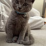 Tom is registered to the contest to win money with this photo: kitten, gray_cat, pet, collar, bell, carpet, indoor, cute, furry, whiskers, paws, tail, head_tilt, curious, domestic_animal, small, feline, home, cozy, soft