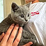 Tom joined the competition — help win amazing prizes! person, kitten, cat, gray_cat, hand, smiling, indoor, white_shirt, holding, pet, cute, young, feline, domestic_animal, face, fur, looking, closeup, casual, cozy