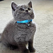 Tom joined the competition — help win amazing prizes! kitten, gray_fur, blue_collar, bell, carpet, indoor, pet, animal, cute, small, fur, ears, whiskers, sitting, young, curious, domestic_cat, feline, adorable, alert