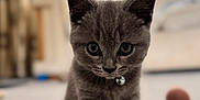 Tom joined the competition — help win amazing prizes! kitten, gray_cat, pet, feather_toy, collar, indoor, carpet, curious, young, feline, closeup, playful, soft_light, living_room, blurred_background, domestic_animal, cute, small, animal_toy, focused