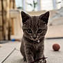kitten, gray_cat, pet, feather_toy, collar, indoor, carpet, curious, young, feline, closeup, playful, soft_light, living_room, blurred_background, domestic_animal, cute, small, animal_toy, focused