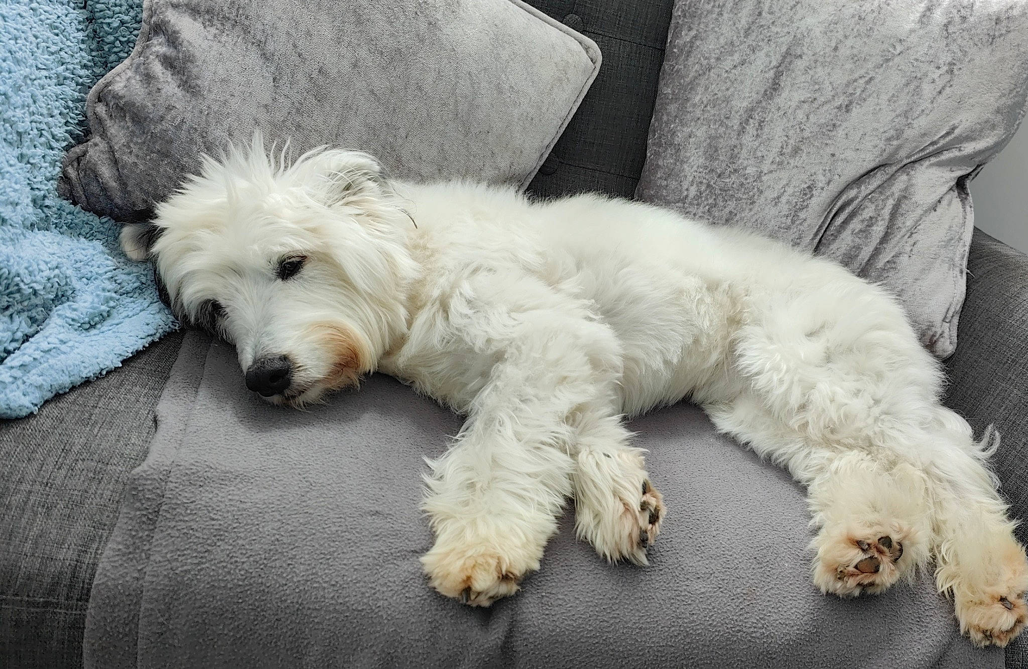 Oscar is registered to the contest to win money with this photo: canidae, carnivore, collar, companion_dog, dog, dog_breed, dog_collar, dog_supply, fur, maltepoo, non_sporting_group, small_terrier, sporting_group, tail, terrier, toy_dog, water_dog, working_animal