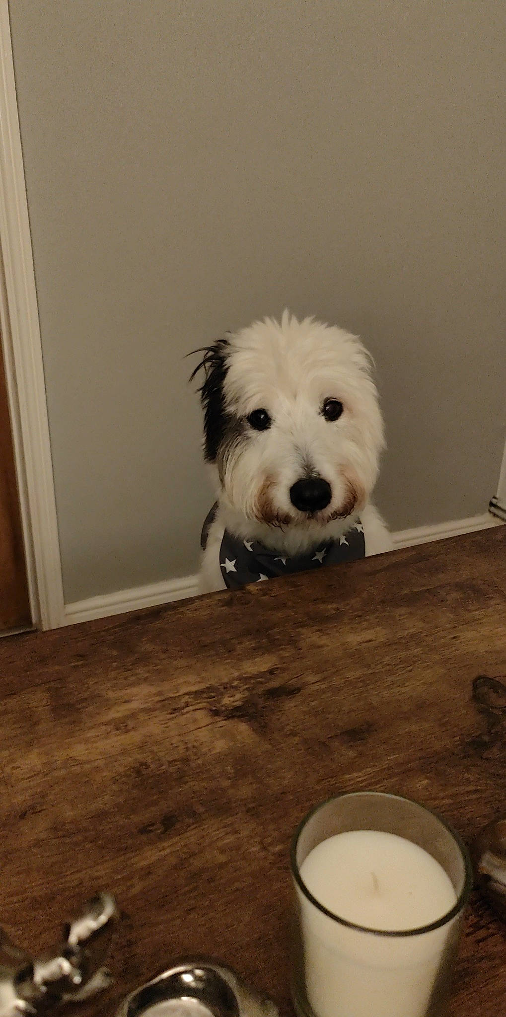 Oscar is registered to the contest to win money with this photo: canidae, carnivore, companion_dog, dog, dog_breed, floor, flooring, fur, hardwood, laminate_flooring, pet_supply, serveware, small_terrier, snout, sporting_group, terrier, toy_dog, wood, wood_flooring, working_animal