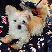 Dorothy joined the competition — help win amazing prizes! animal, blanket, candy_cane_pattern, comfortable, companion, cozy, cushion, cute, dog, domestic_animal, fluffy, fur, indoor, lying_down, paw_prints, pet, puppy, relaxing, small_dog, white_dog