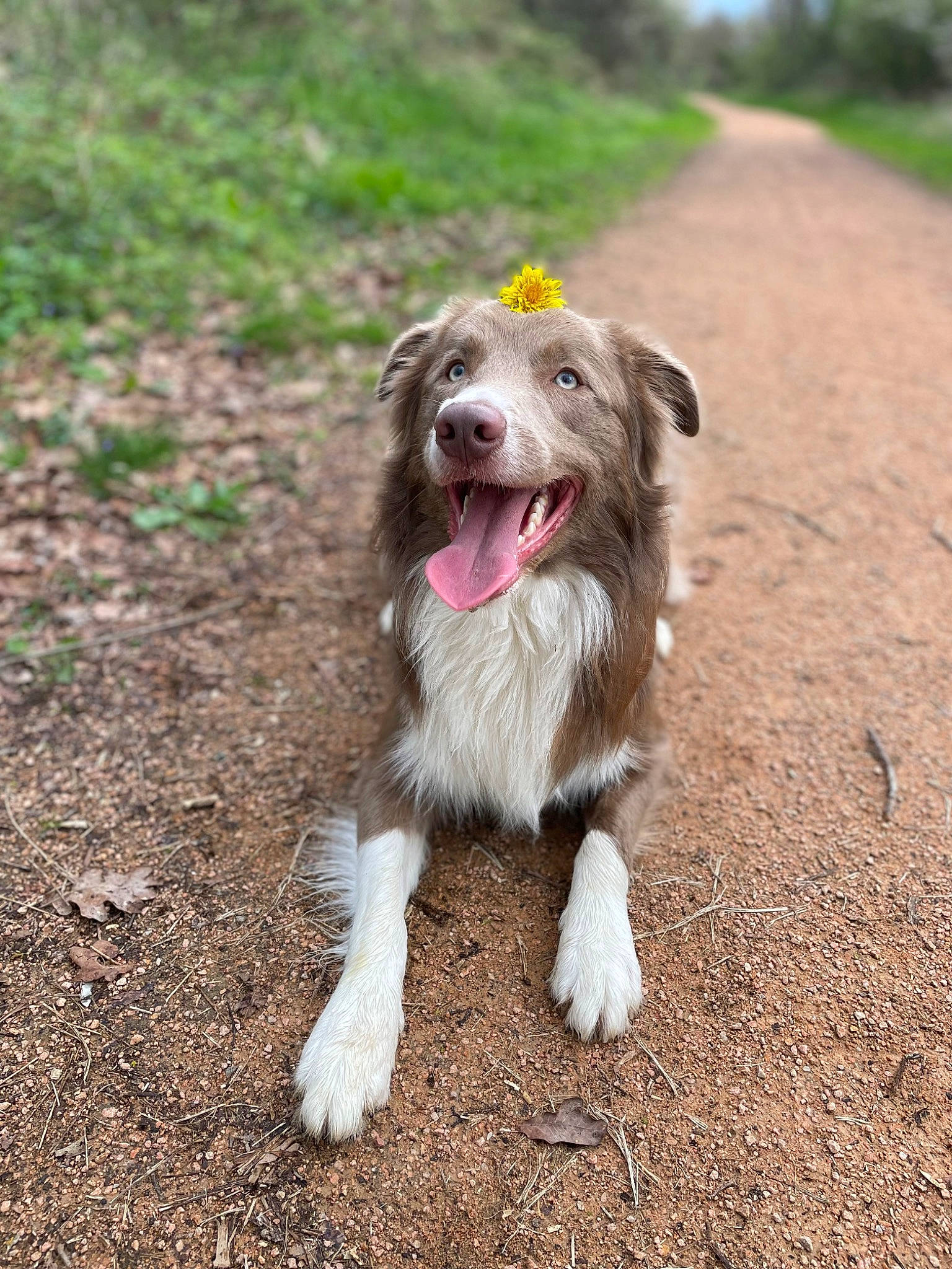 Urrax participe au concours pour gagner de l'argent avec cette photo : asphalt, canidae, carnivore, companion_dog, dog, dog_breed, fang, grass, liver, paw, road_surface, snout, soil, sporting_group, whiskers, working_dog