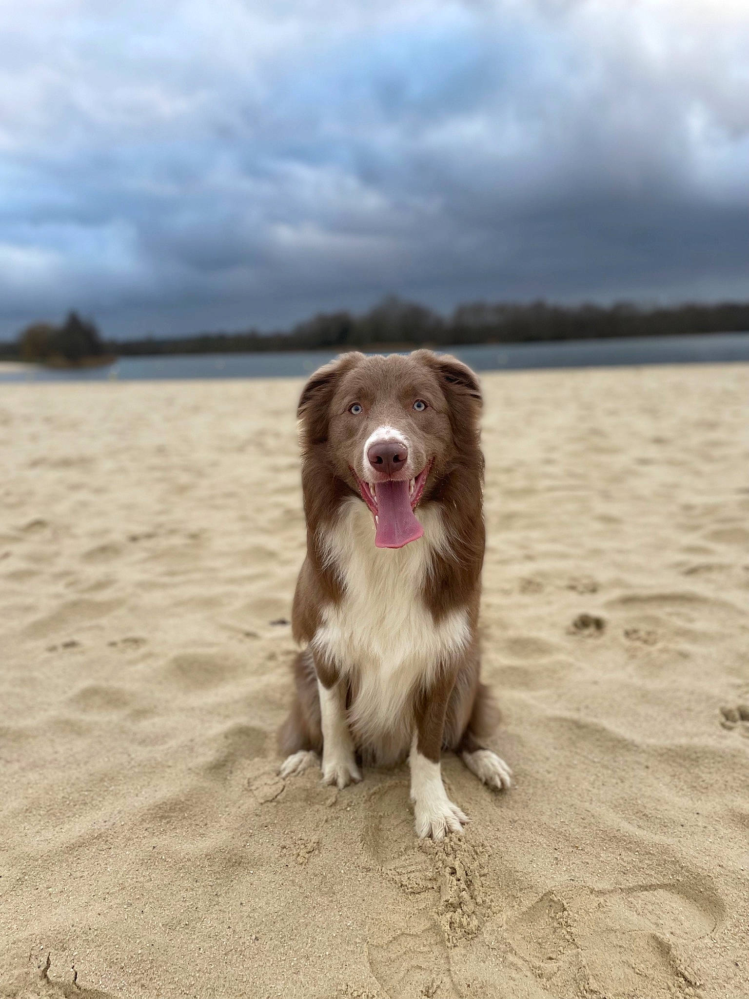 Urrax a rejoint le concours — aidez-le/la à gagner de superbes lots ! beach, canidae, carnivore, cloud, coast, companion_dog, dog, dog_breed, event, happy, horizon, liver, ocean, sand, sky, sporting_group, water, wave, wind_wave, working_dog