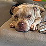dog, lounge, couch, gray, pillow, plant, indoor, pet, resting, canine, fur, nose, paw, home, cozy, relaxed, closeup, expression, animal, comfortable