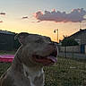 dog, sunset, outdoor, grass, tongue_out, pet, backyard, pink_pool, house, sky, clouds, evening, nature, animal, canine, happy, relaxed, fence, lamp_post, silhouette