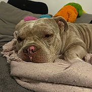Darko a rejoint le concours — aidez-le/la à gagner de superbes lots ! dog, sleeping, blanket, couch, pet, nose, closeup, indoor, plush_toy, comfort, relaxed, furry, animal, resting, fur, canine, soft, home, cute, mammal