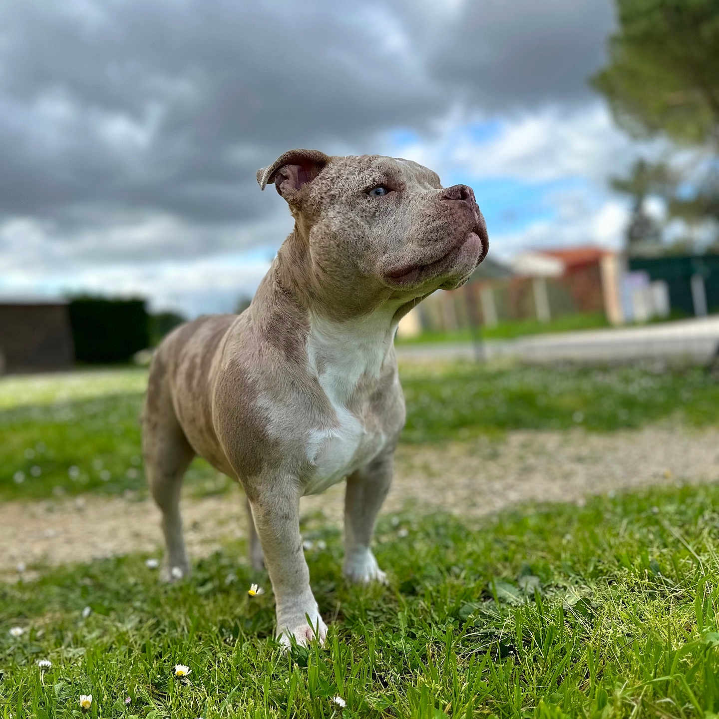 Darko