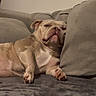 dog, bulldog, couch, blanket, indoor, pet, resting, relaxed, cozy, animal, fur, paw, snout, ears, face, home, living_room, sleepy, comfortable, canine