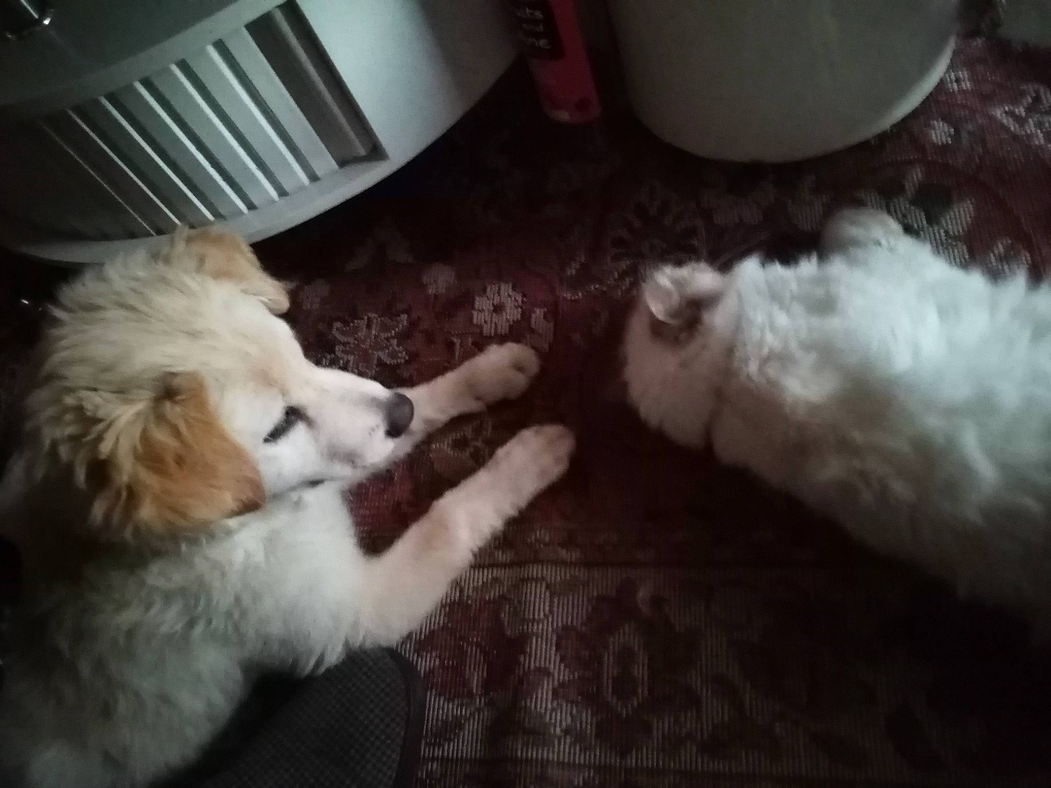 Gaya participe au concours pour gagner de l'argent avec cette photo : canidae, carnivore, chair, comfort, companion_dog, dog, dog_breed, fawn, felidae, flooring, fur, hardwood, paw, room, snout, sporting_group, tail, whiskers, wood, working_dog