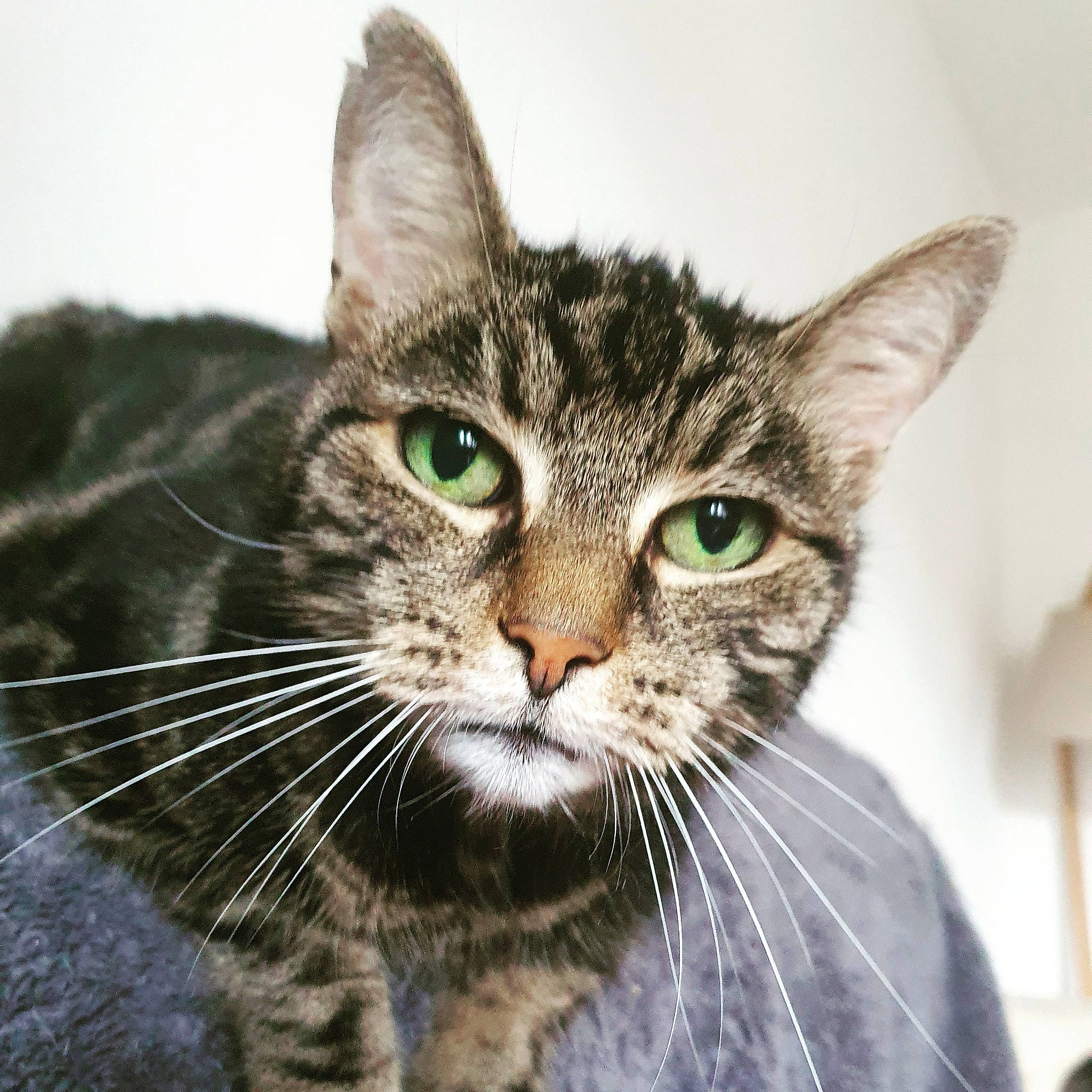 Kahouet participe au concours pour gagner de l'argent avec cette photo : carnivore, cat, domestic_short_haired_cat, felidae, fur, paw, small_to_medium_sized_cats, snout, terrestrial_animal, whiskers, window