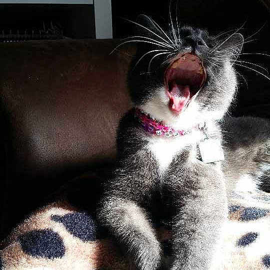 Lola