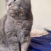Prince participe au concours pour gagner de l'argent avec cette photo : cat, gray_cat, feline, pet, green_eyes, fur, whiskers, bed, blue_bedspread, indoor, sitting, portrait, domestic_animal, animal, looking_away, soft_light, cozy, closeup, cute, calm