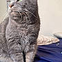 cat, gray_cat, feline, pet, green_eyes, fur, whiskers, bed, blue_bedspread, indoor, sitting, portrait, domestic_animal, animal, looking_away, soft_light, cozy, closeup, cute, calm