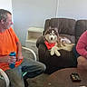 dog, husky, bandana, couch, man, orange_shirt, jeans, water_bottle, indoor, carpet, table, furniture, relaxed, seated, brown_couch, casual, pet, animal, people, room