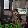 Thor is registered to the contest to win money with this photo: dog, siberian_husky, indoor, pet, animal, tongue_out, window, curtain, door, storage_bin, blanket, camouflage, fur, blue_eyes, happy, room, wall, light, wood, floor