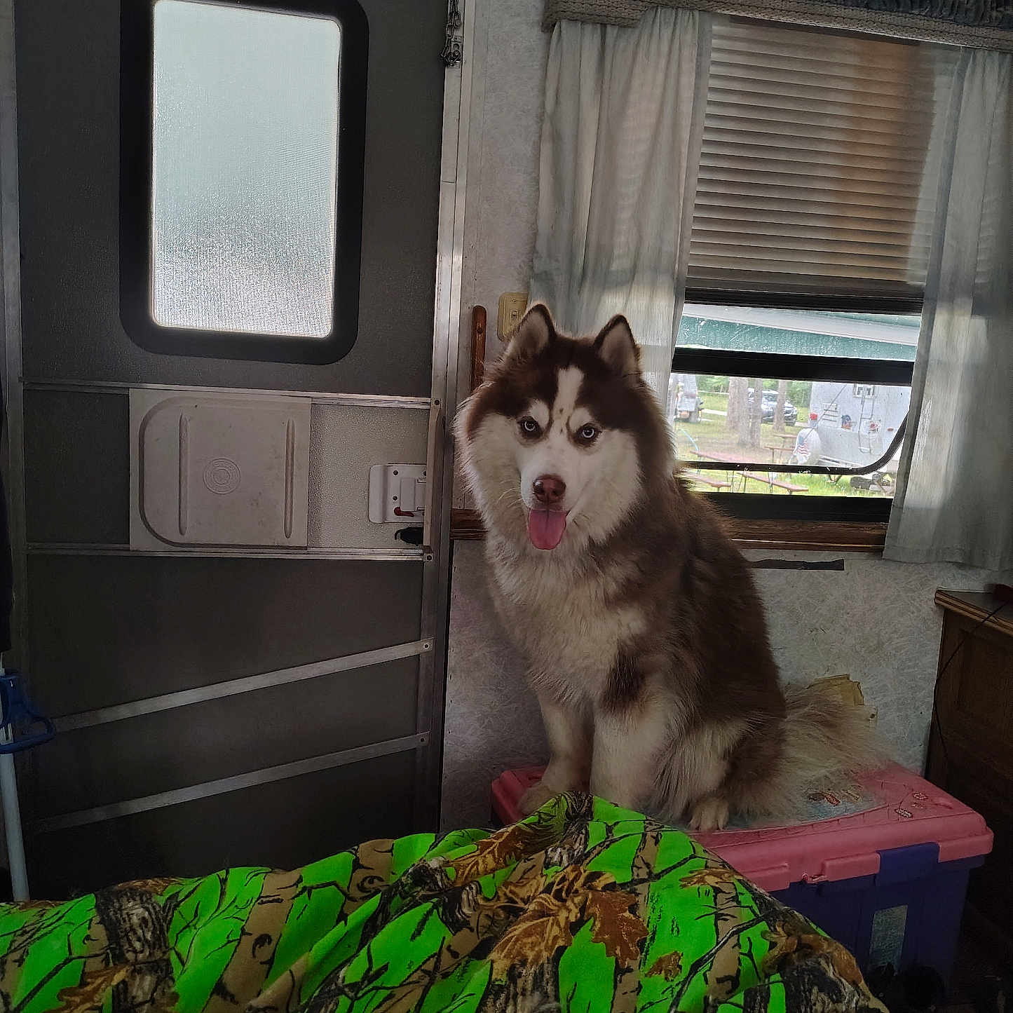 Thor is registered to the contest to win money with this photo: dog, siberian_husky, indoor, pet, animal, tongue_out, window, curtain, door, storage_bin, blanket, camouflage, fur, blue_eyes, happy, room, wall, light, wood, floor