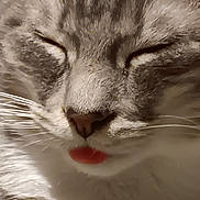 Jack Jack joined the competition — help win amazing prizes! animal, cat, close_up, cute, domestic_cat, eyes_closed, face, feline, fur, indoor, mammal, nose, pet, portrait, relaxed, sleepy, soft_light, tongue_out, whiskers, whiskers_visible