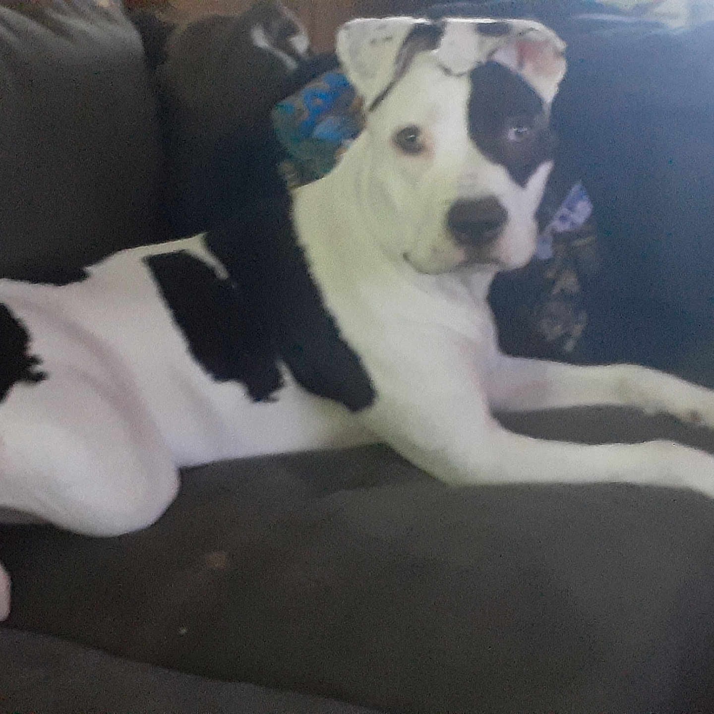 Azzie is registered to the contest to win money with this photo: animal, black_and_white, canine, companion, couch, dog, domestic, fur, furniture, home, indoor, living_room, looking, lying_down, mammal, pet, portrait, relaxed, resting, seated