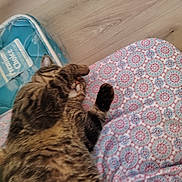 Tigger joined the competition — help win amazing prizes! animal, cat, comfort, cozy, cute, feline, floor, home, indoor, mammal, patterned_fabric, paw, pet, pet_bed, relaxed, resting, sleeping, soft, striped_fur, tabby_cat