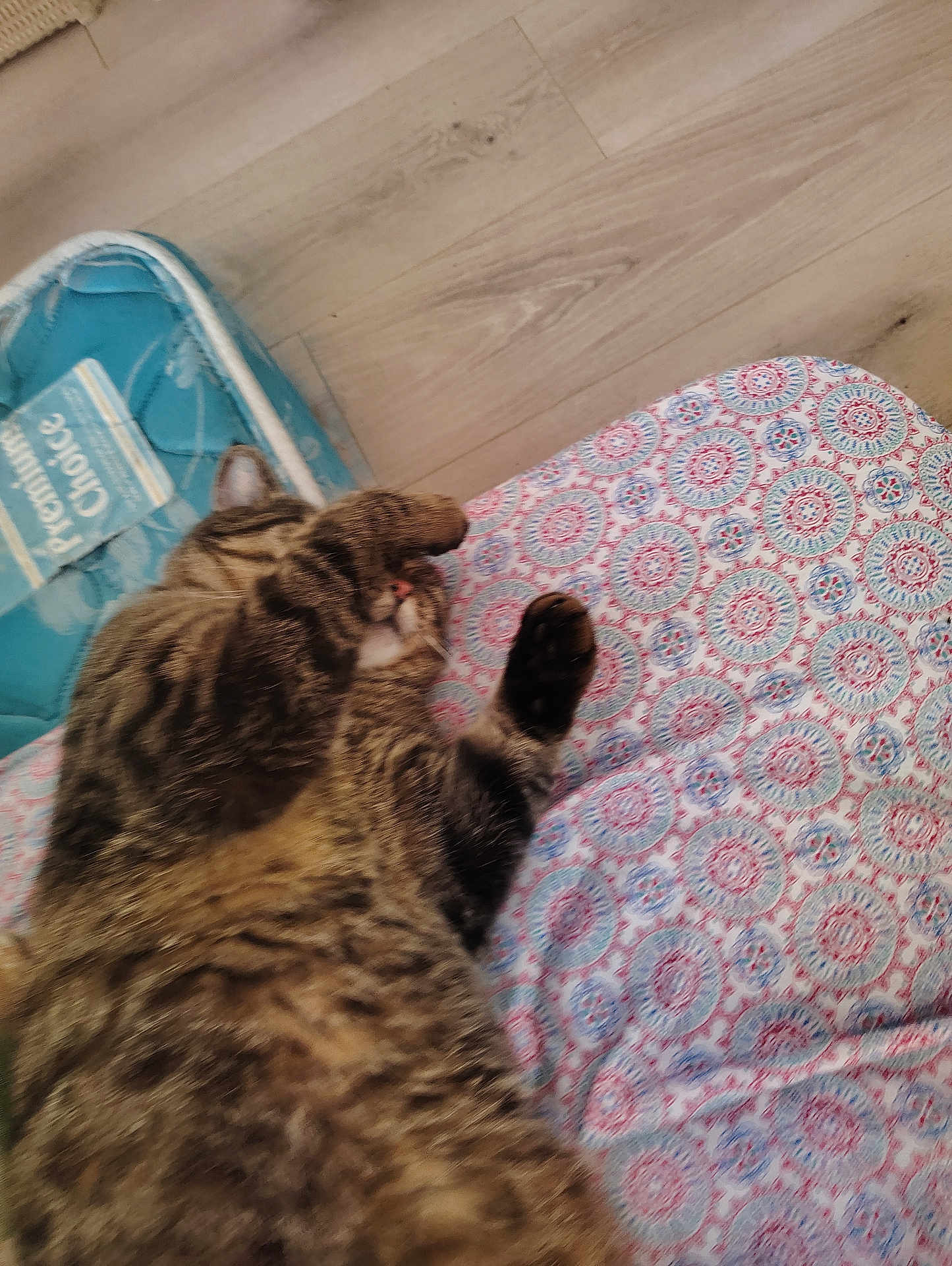 Tigger joined the competition — help win amazing prizes! animal, cat, comfort, cozy, cute, feline, floor, home, indoor, mammal, patterned_fabric, paw, pet, pet_bed, relaxed, resting, sleeping, soft, striped_fur, tabby_cat