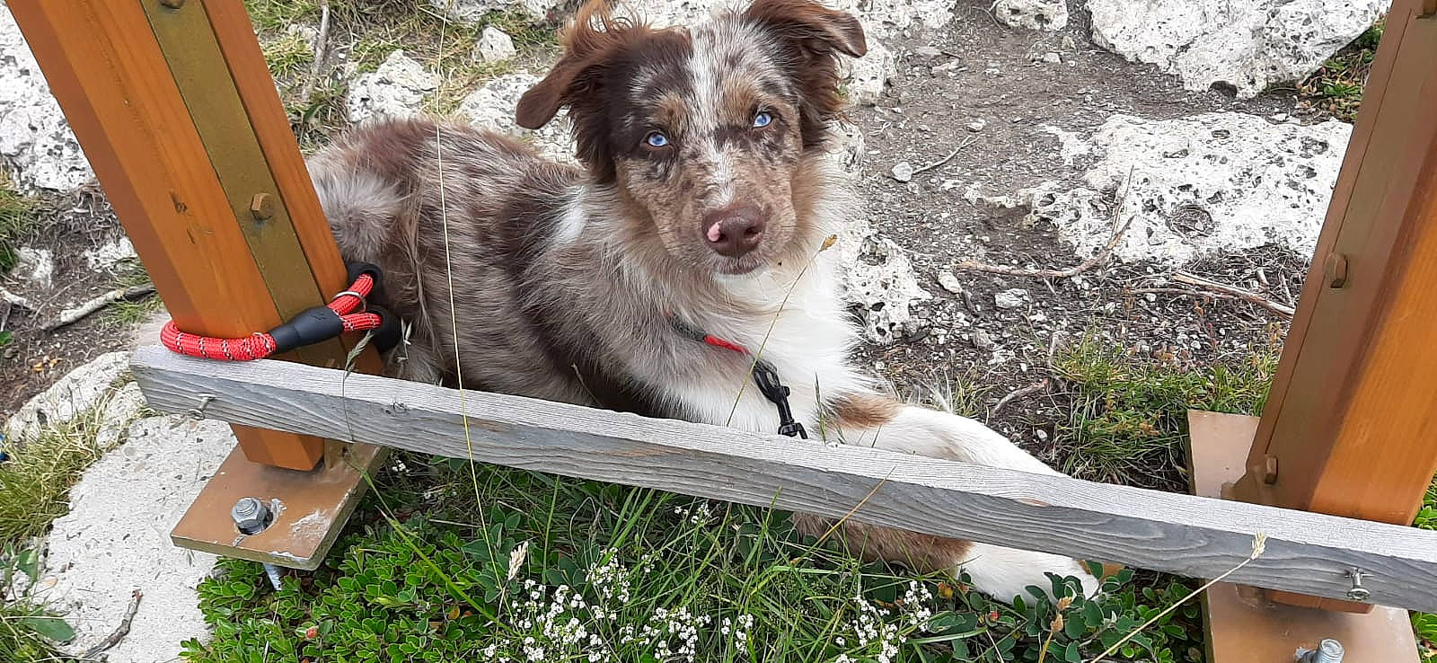 Burpee a rejoint le concours — aidez-le/la à gagner de superbes lots ! australian_collie, australian_shepherd, border_collie, canidae, carnivore, companion_dog, dog, dog_breed, herding_dog, koolie, mammal, miniature_australian_shepherd, rare_breed_dog, sporting_group, texas_heeler, working_dog