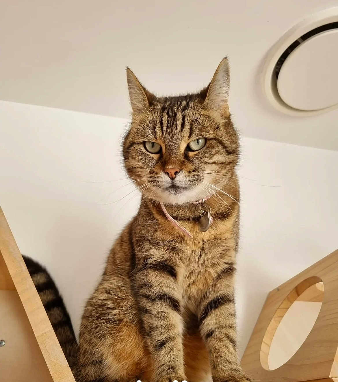 Lylie a rejoint le concours — aidez-le/la à gagner de superbes lots ! cat, tabby, pet, animal, feline, collar, wood, indoor, closeup, green_eyes, whiskers, ears, tail, fur, sitting, looking_down, house, domestic, cute, portrait