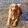 golden_retriever, dog, water, licking, wet_fur, outdoor, riverbed, sunlight, shallow_water, animal, canine, pet, nature, tongue, playful, relaxing, summer, mammal, portrait, closeup