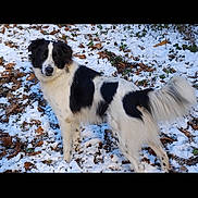 Norton participe au concours pour gagner de l'argent avec cette photo : dog, black_and_white, snow, outdoor, animal, canine, winter, leaves, fur, pet, standing, alert, nature, cold, tail, grass, background, mammal, looking, daylight